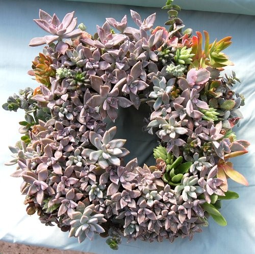 9" Living Wreath Sphagnum Moss Square Form Complete