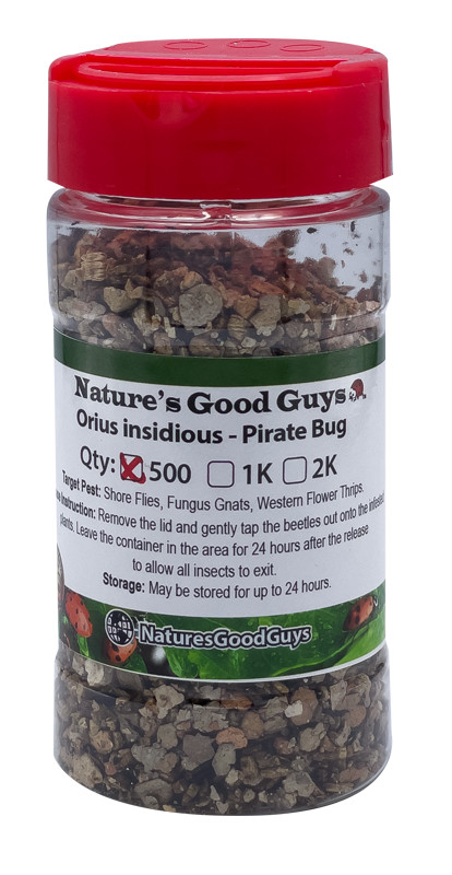 NaturesGoodGuys Orius Pirate Bugs Predatory Bug