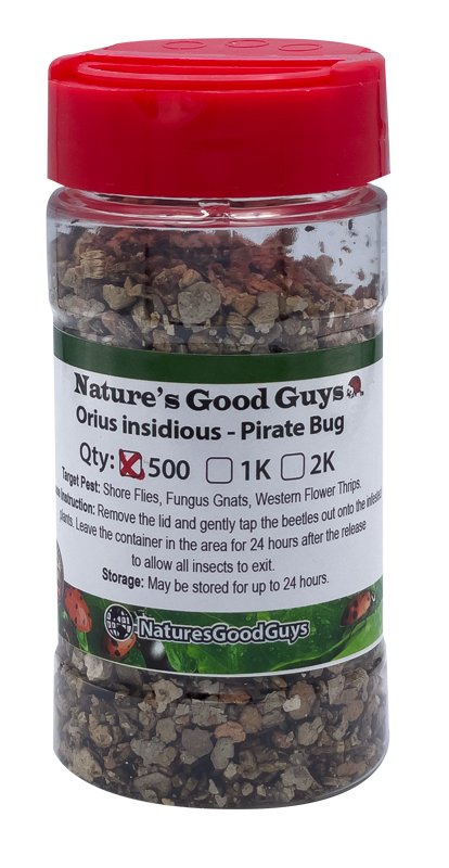 NaturesGoodGuys Orius Pirate Bugs Predatory Bug