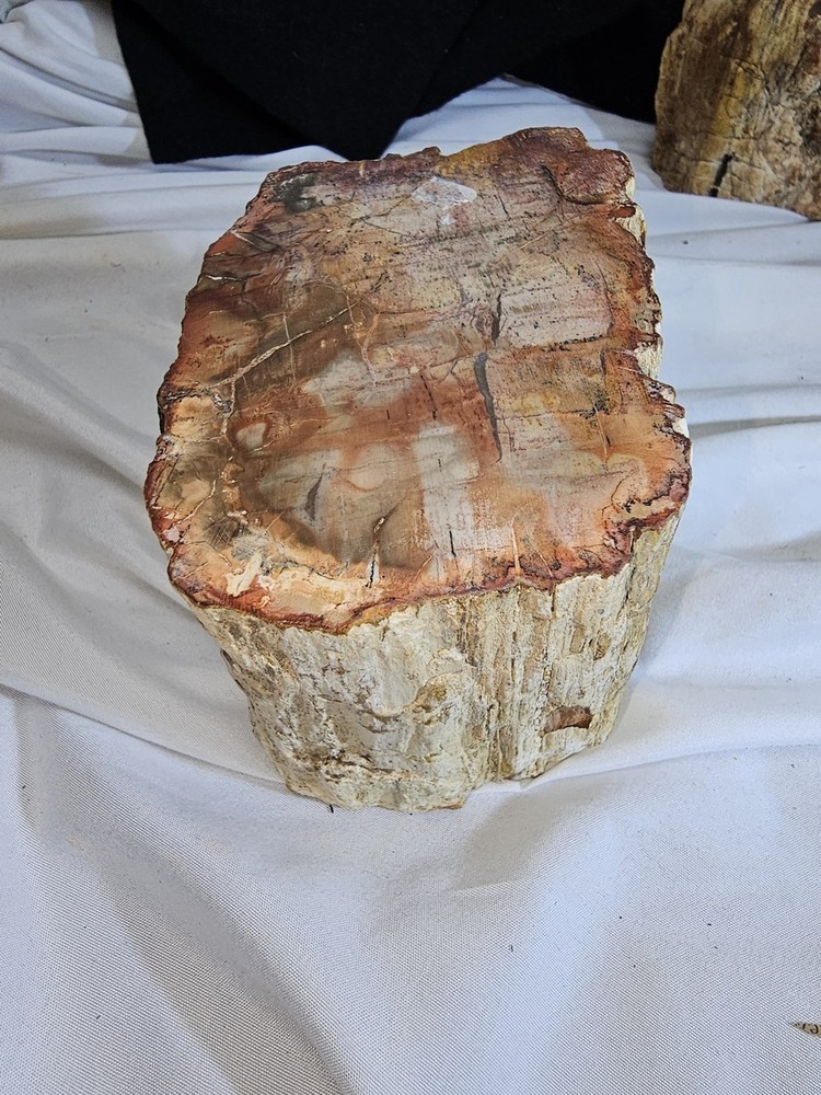 Petrified Wood Log  - Top Polished