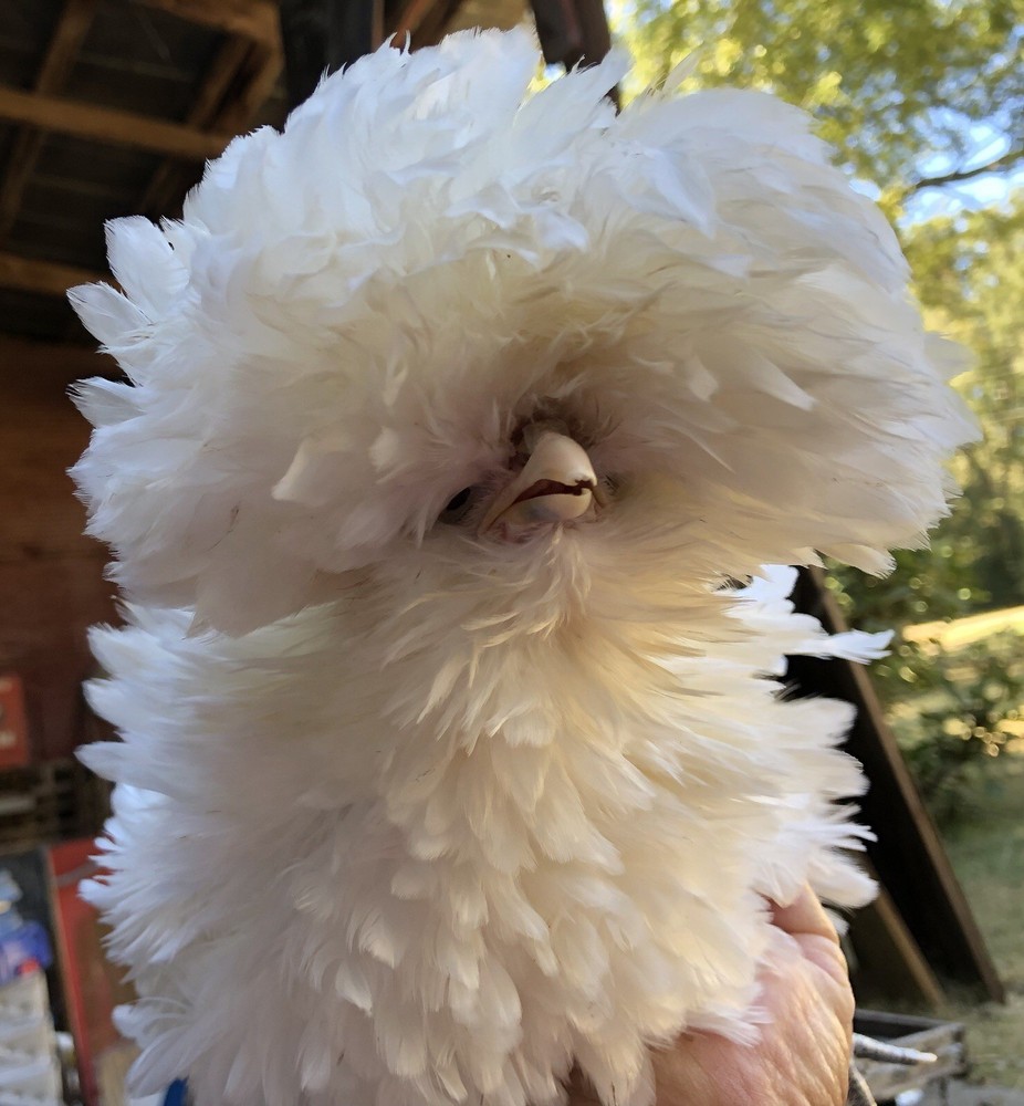 Polish Frizzle Hatching Eggs 15+ NPIP