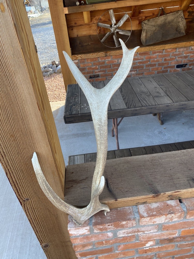 Unique “Freak” Elk Shed ~ Antler