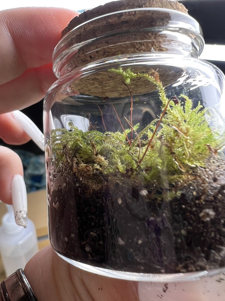 live moss terrarium