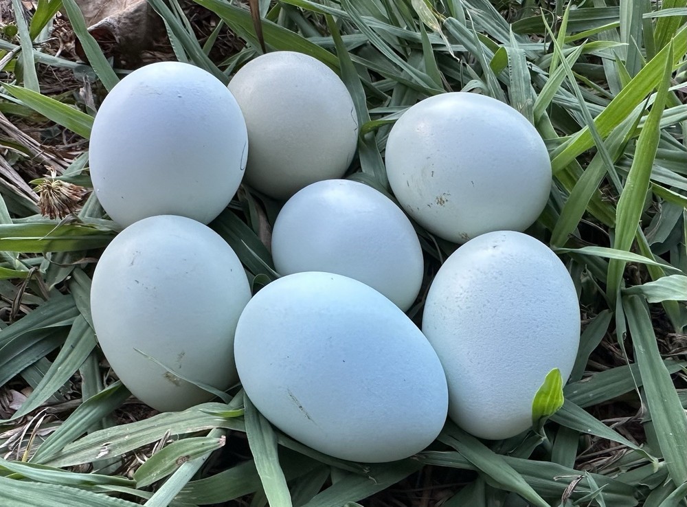 6 Chocolate And Mauve True Ameraucana Eggs