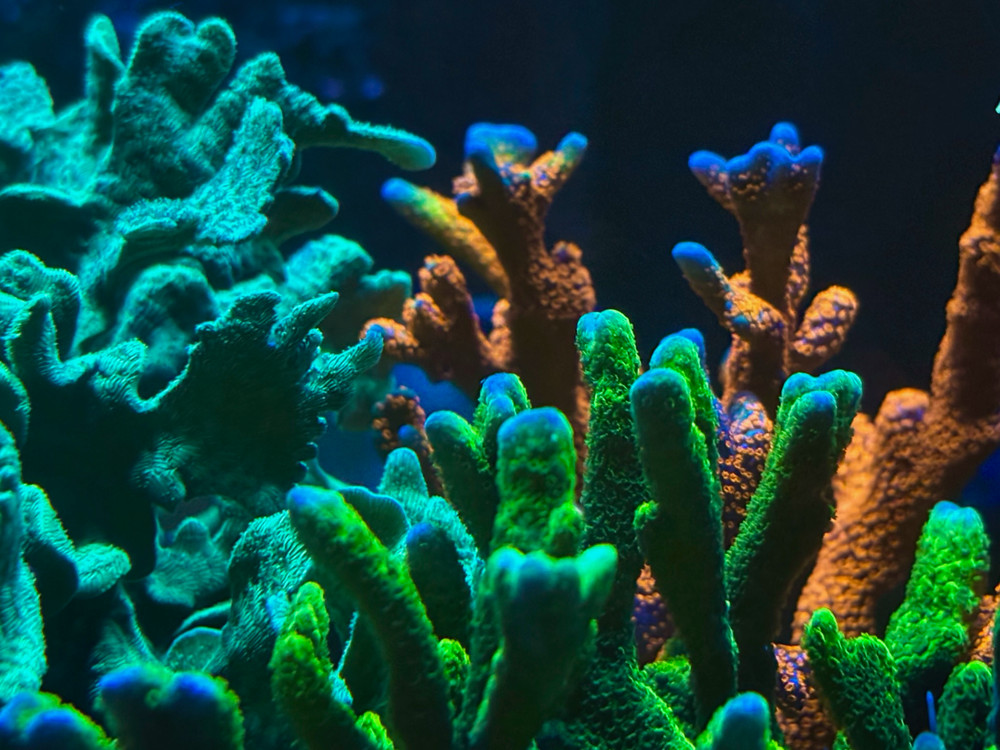 Complete Trace System - 2000 mL- Major and Minor Trace Elements for Reeftanks