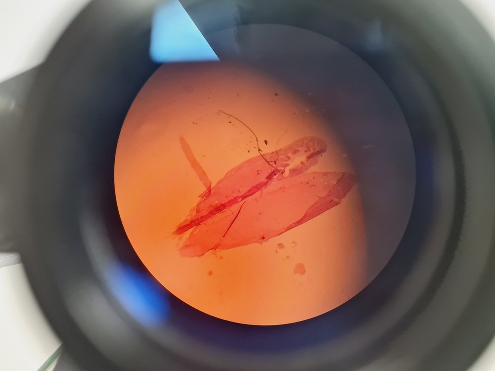 Prior PL012 Binocular Microscope With 4 x Objectives Lab