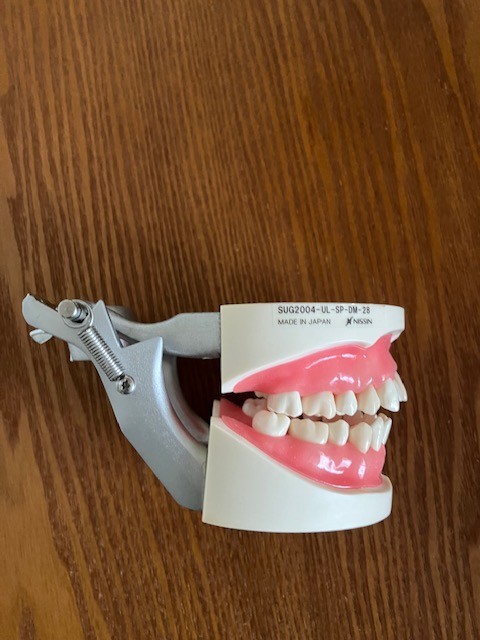 US Dental Typodont Teeth Model