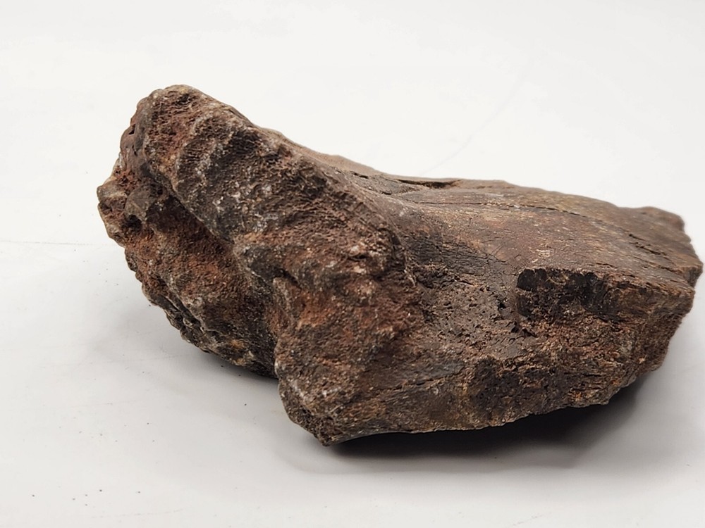 Unknown Dinosaur Bone Fossil (Coracoid?) - Morrison Fm. - UT - Jurassic