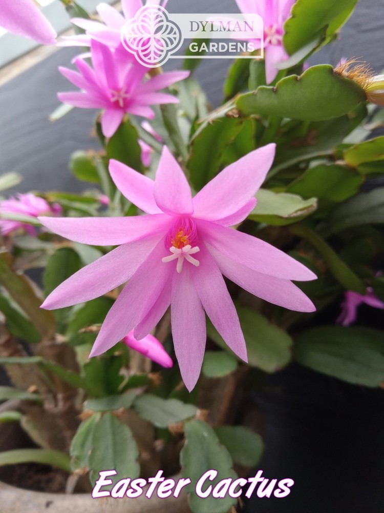 Easter Cactus (Rhipsalidopsis x graeseri) Whitsun Cactus - Multiple Sizes