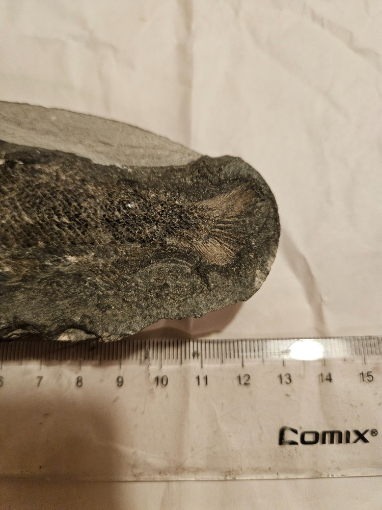 fish fossil concretion