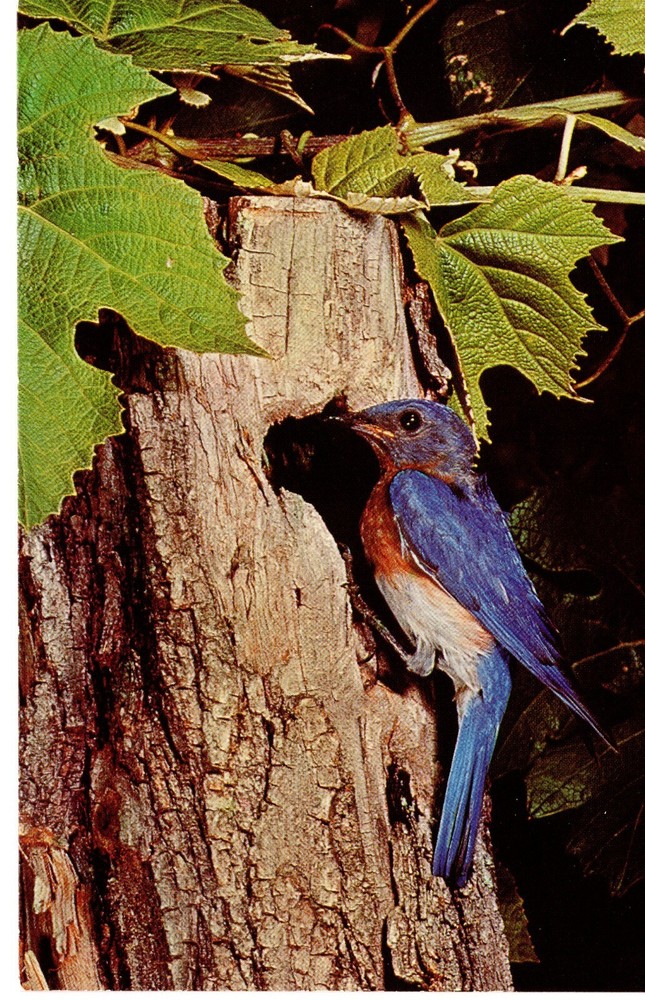BLUEBIRD - PC5309