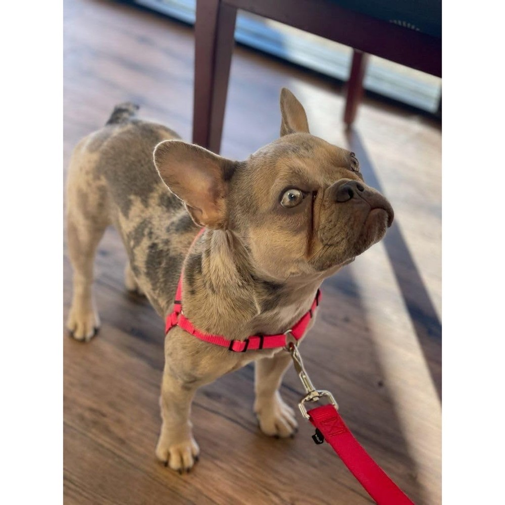 SENSE-ible No-Pull Dog Harness - Red Small