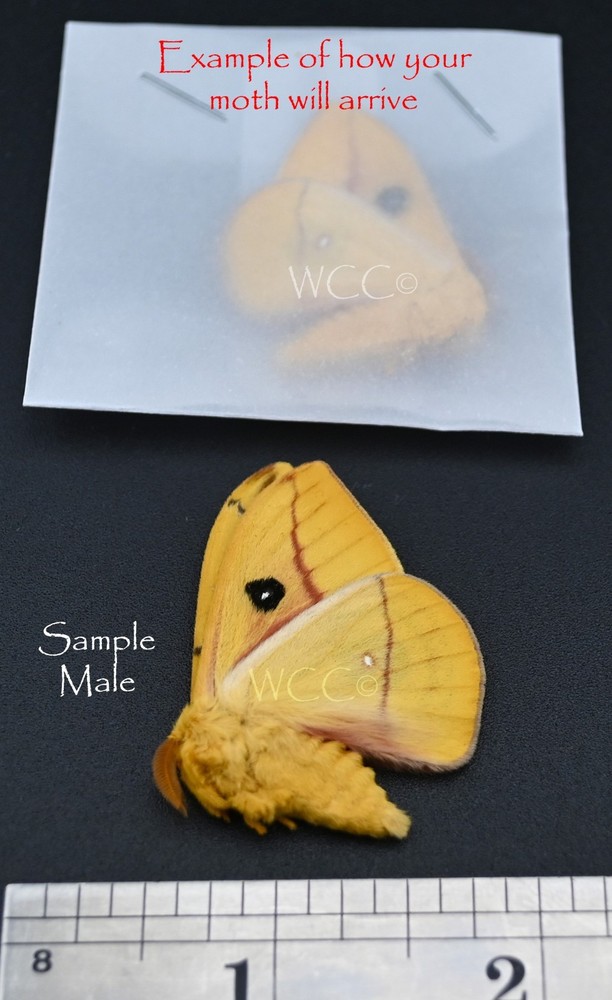 IO MOTH  MALE   A+++ QUALITY  (ONE UNMOUNTED SPECIMEN)