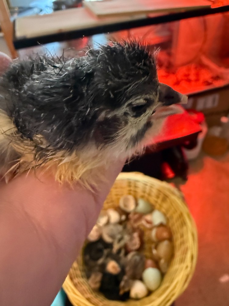 Olive Egger Fertile Hatching eggs 1 dozen / 12 eggs