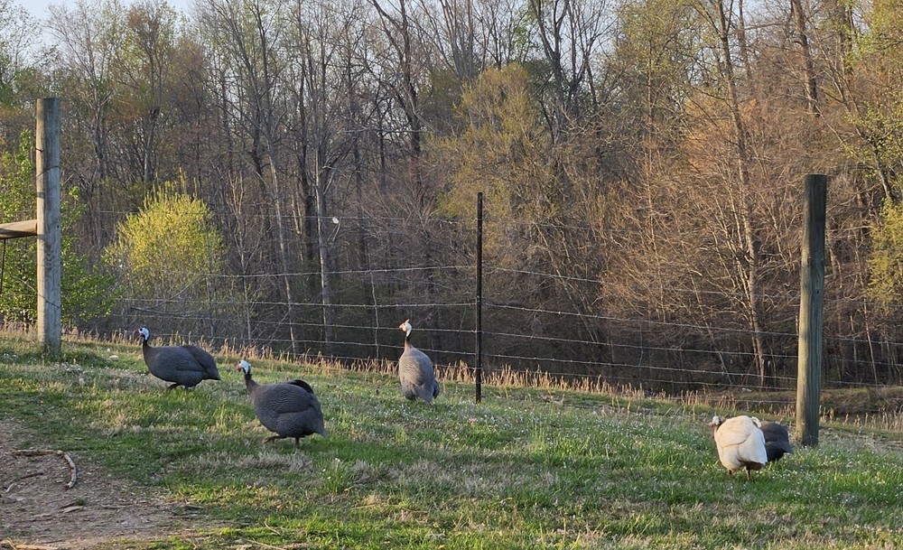 12 Guinea Fowl Hatching Eggs