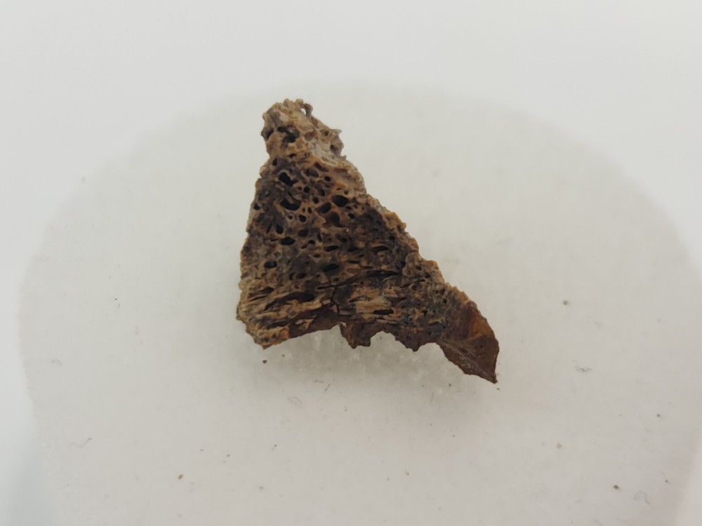 Lance Formation Micro Fossil Pack - Perfect for Teaching / Education - 70 Pieces