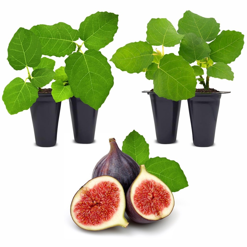 Fig Tree. Set of 4 starter plants.