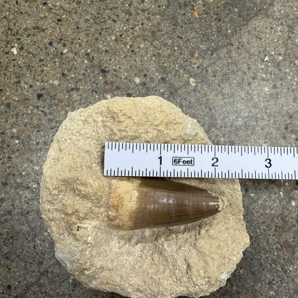 Mosasaur Tooth Fossil In Matrix - Large - Morocco 2”+ Tooth