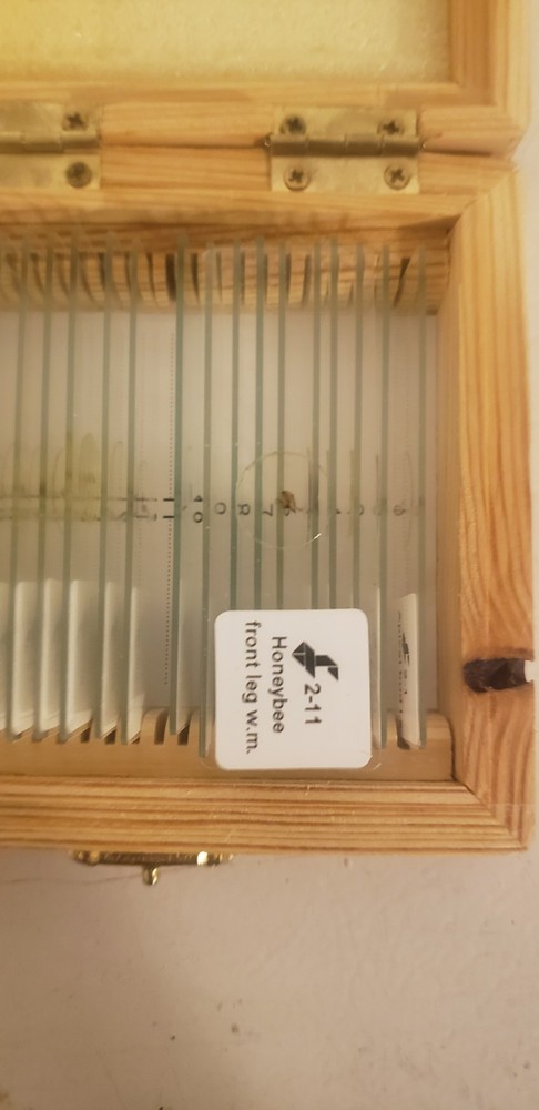 Foldscope Instruments Microscope Slides. #1 Animal #2 Insect & Plant W/microsco