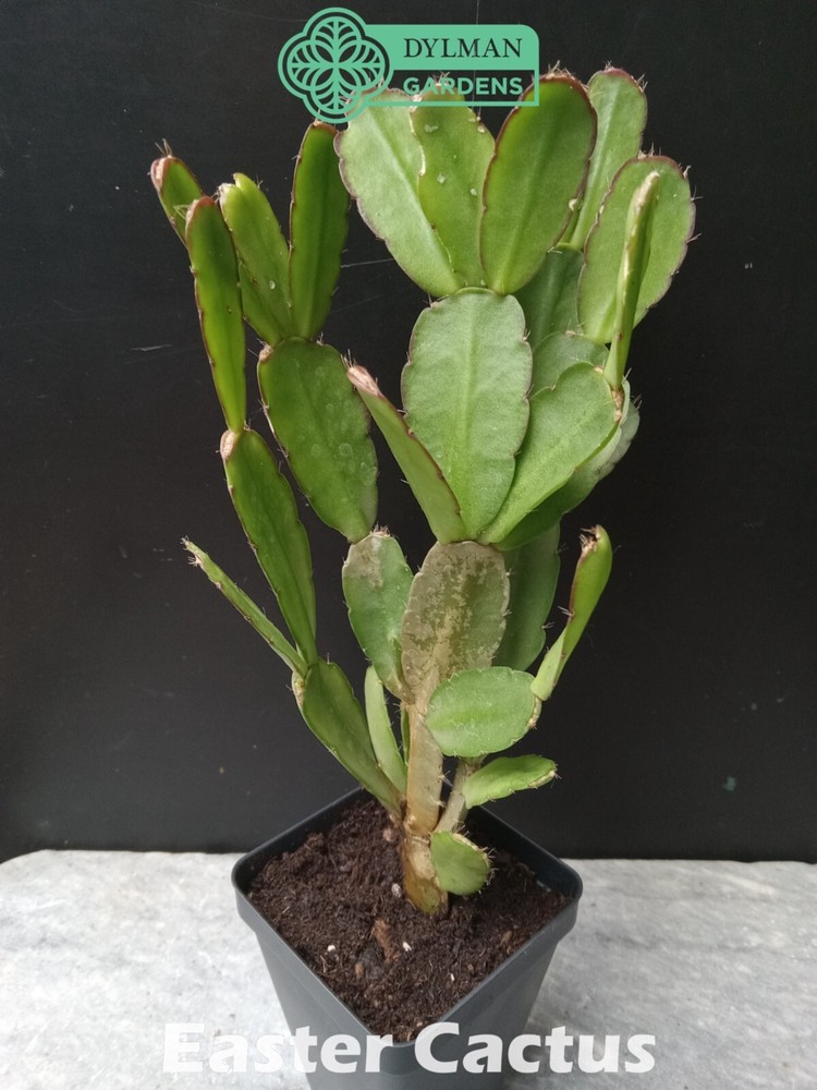 Easter Cactus (Rhipsalidopsis x graeseri) Whitsun Cactus - Multiple Sizes