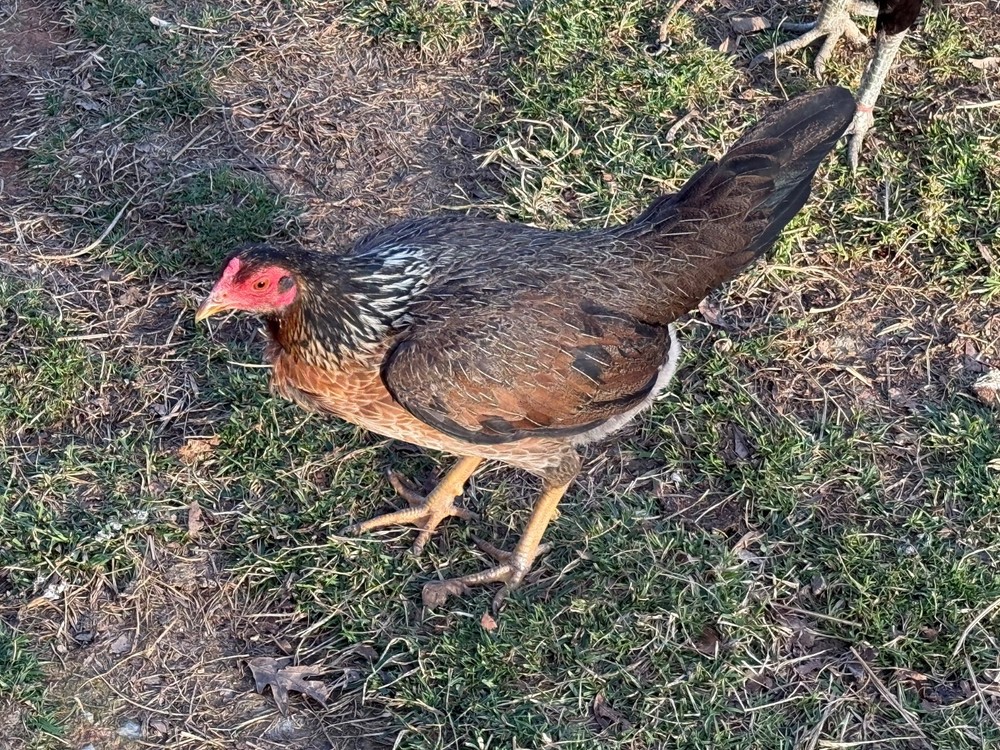 10+ Pure Harold Brown Grey Chicken Eggs