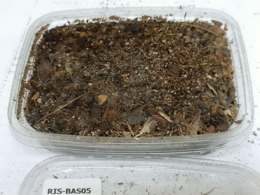 Reality In Scale Bombed Forest (155ml)