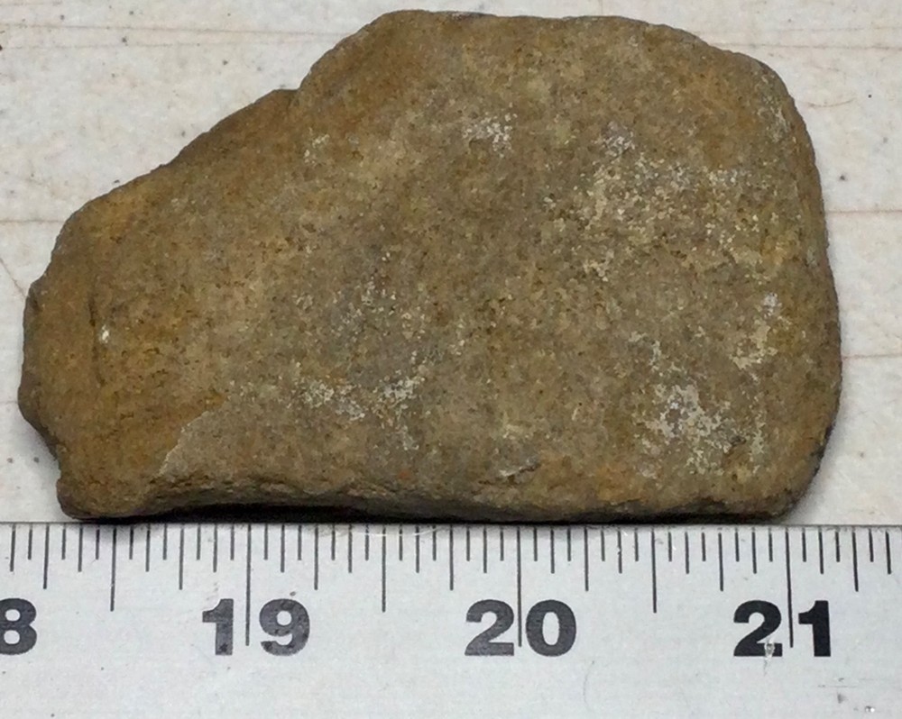 Dinosaur armor plate fossil /Ankylosaurus