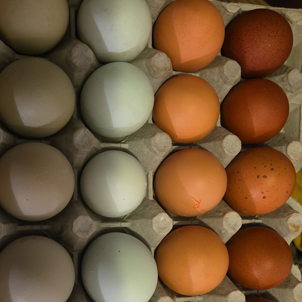 Dozen Mixed Assorted premium heritage Chicken Hatching Eggs
