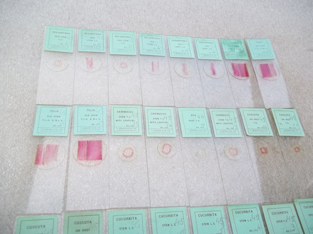 Vintage Glass Microscope Slides -