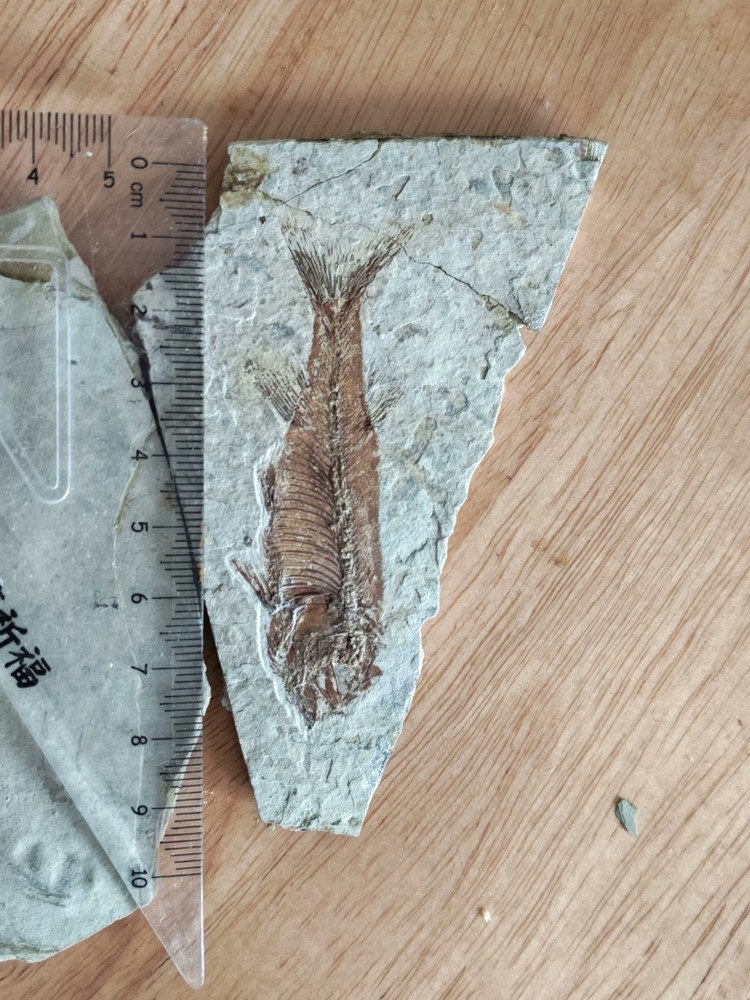 2pcs Unique and authentic fossilized fish like stone A040