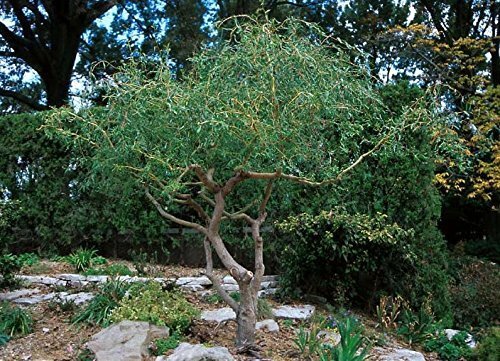 2 Corkscrew Willow Trees - Live Tree Cuttings - Branches and Leaves Curl