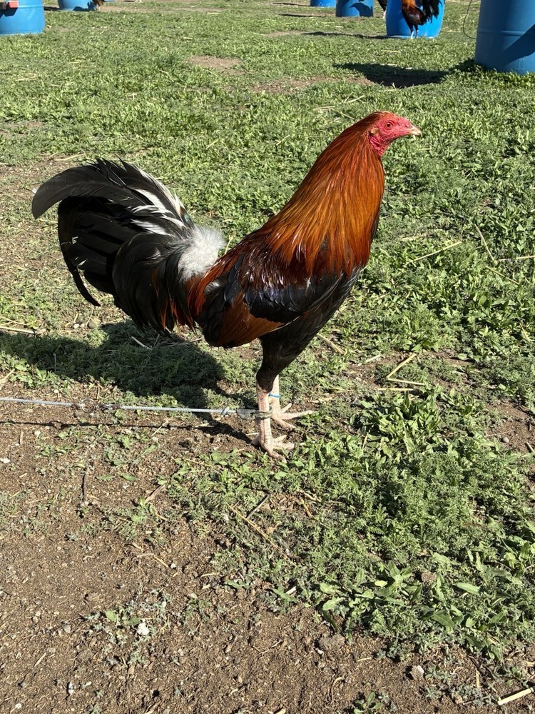 6+ Chicken Hatching Eggs