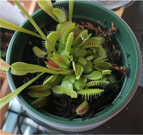 Venus Flytrap Food, Solid Gel Carnivorous Plant Food, 2.5OZ. Designed for Ve...