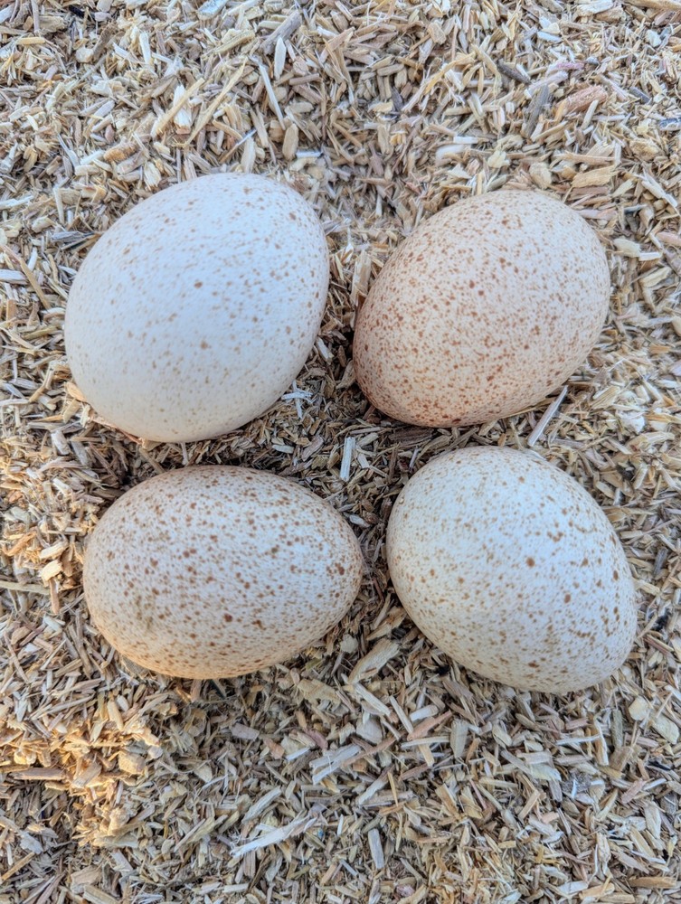 6 Blue Slate Turkey Hatching Eggs