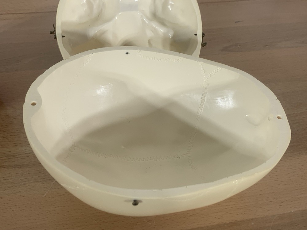 Anatomically Correct Life Size Skull Removable Cranium & Brain Teaching Aid