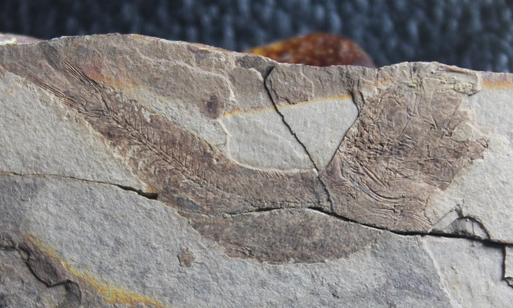 Clupea sardinites - Oligocene fossil fish