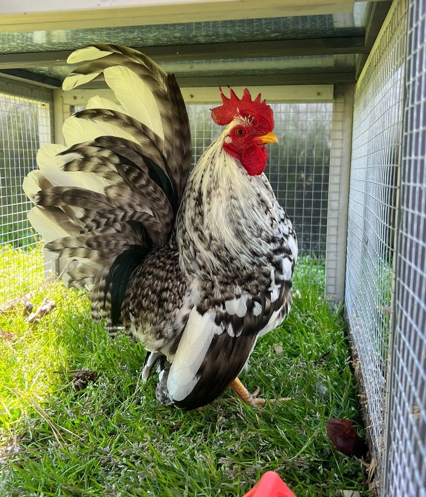 Serama Hatching Eggs *various feather* 10eggs +extra