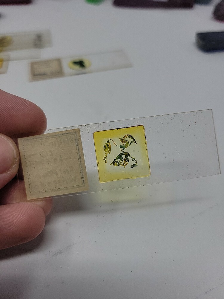 Vintage Microscope Slide 1940
