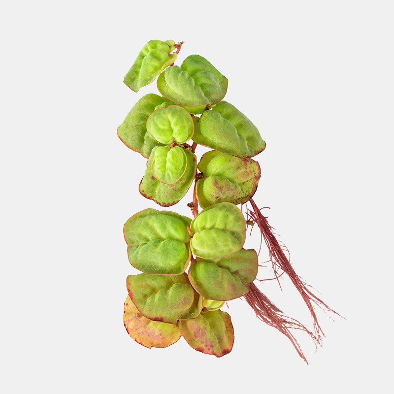 Red Root Floater (Phyllanthus Fluitans) - 4 oz Cup