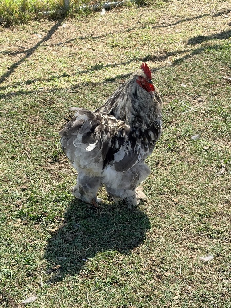 Large Fowl Cochin Hatching Eggs