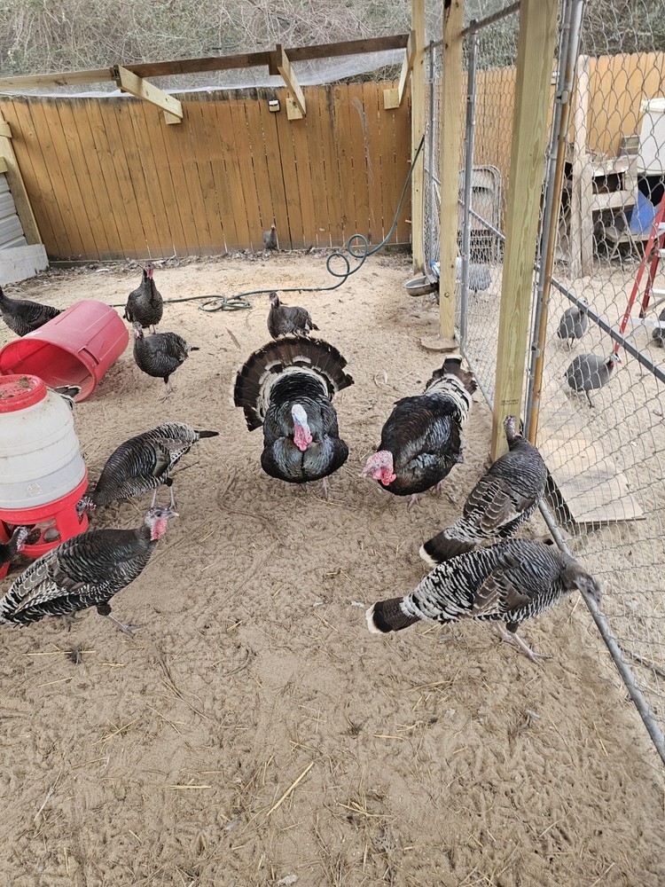 6 Eastern  Turkey eggs for hatching