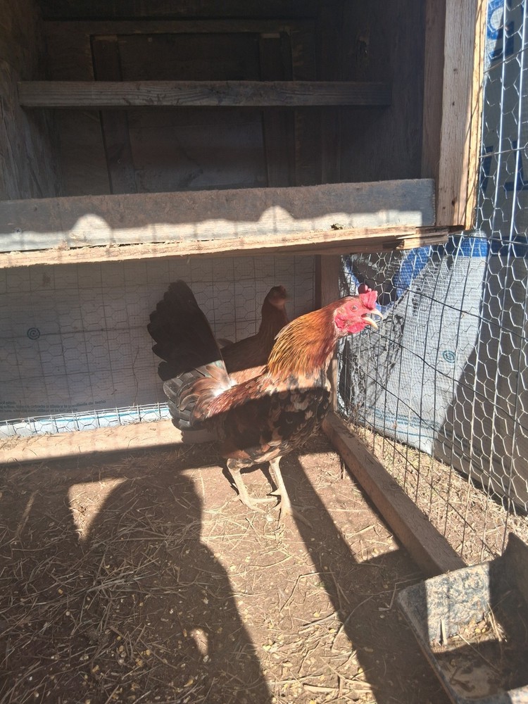 6 McLean Henny Pure Hatching Eggs