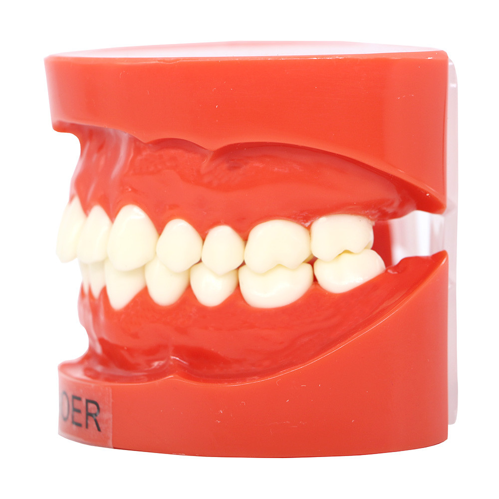 Dental 1:1 Adult Standard Typodont Demonstration Model plastic study teeth model