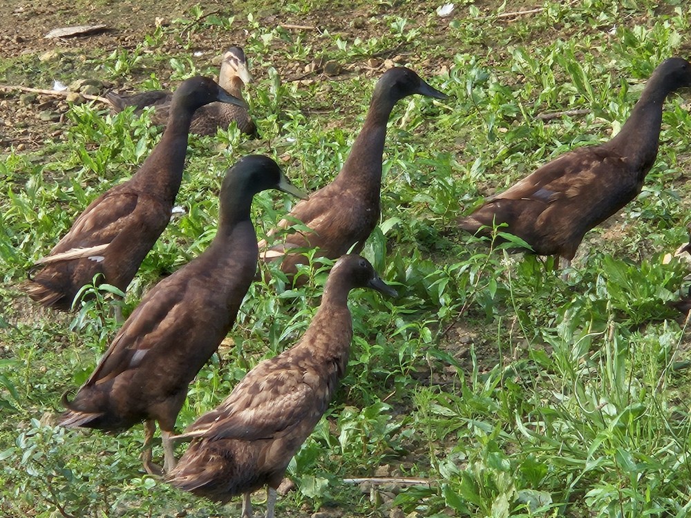 6 Chocolate Runner Duck Hatching Eggs