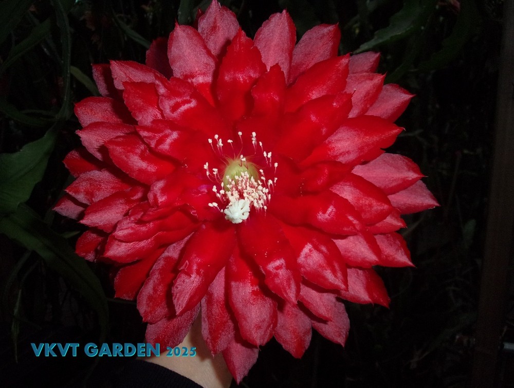 Epiphyllum " KIWI PLAYBOY " Cutting