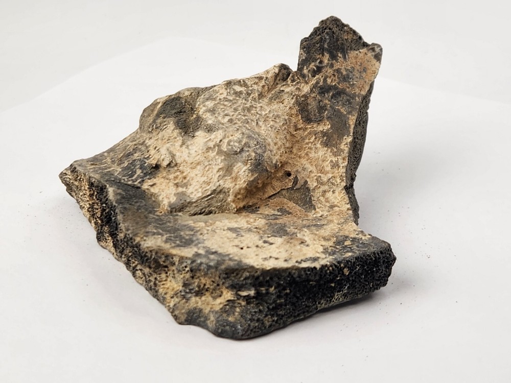 Pathological Turtle Shell Fossil - Florida