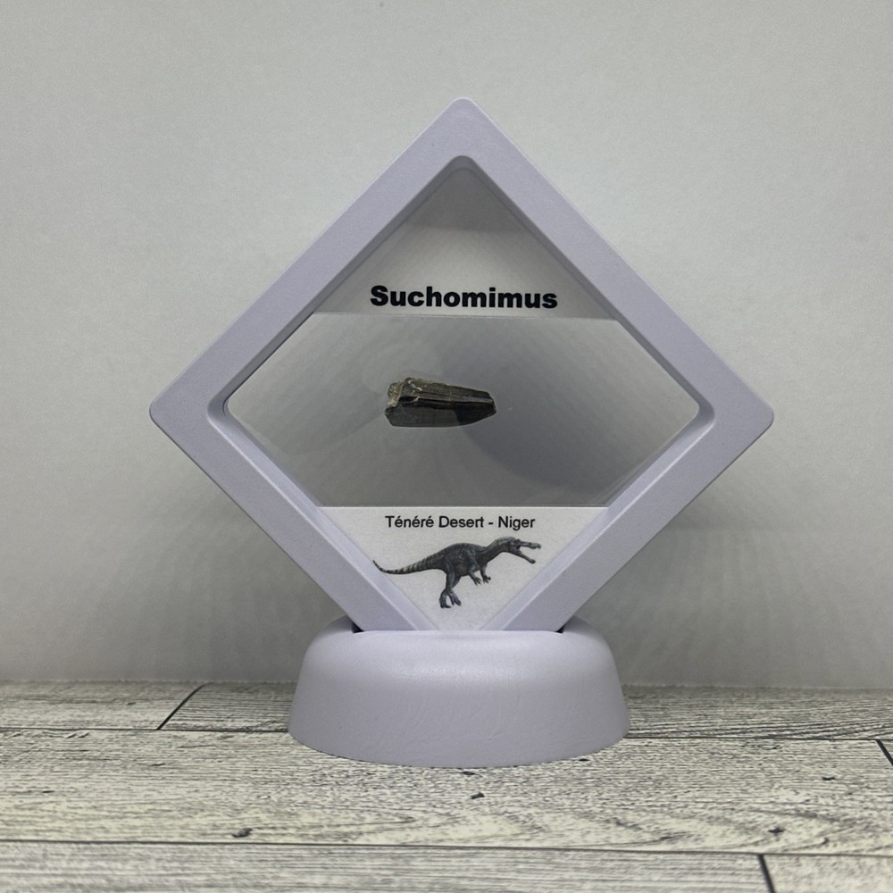 Suchomimus Extinct Dinosaur Tooth Fossil in Display Case