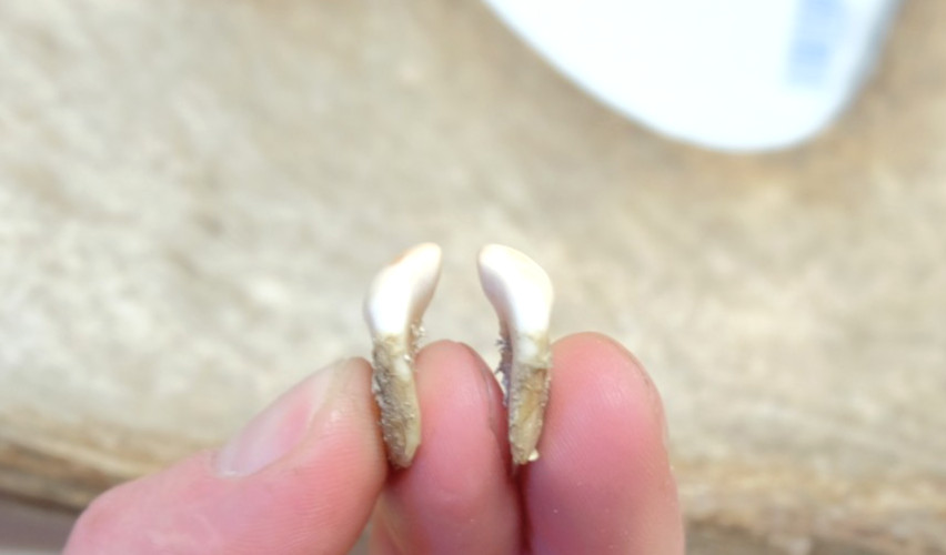 Elk Ivory
