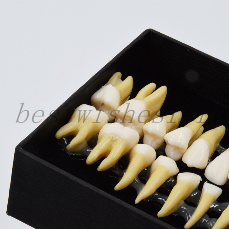 Dental Study 1:1 Permanent Demonstration Teeth Model #7008 28 Pcs/set