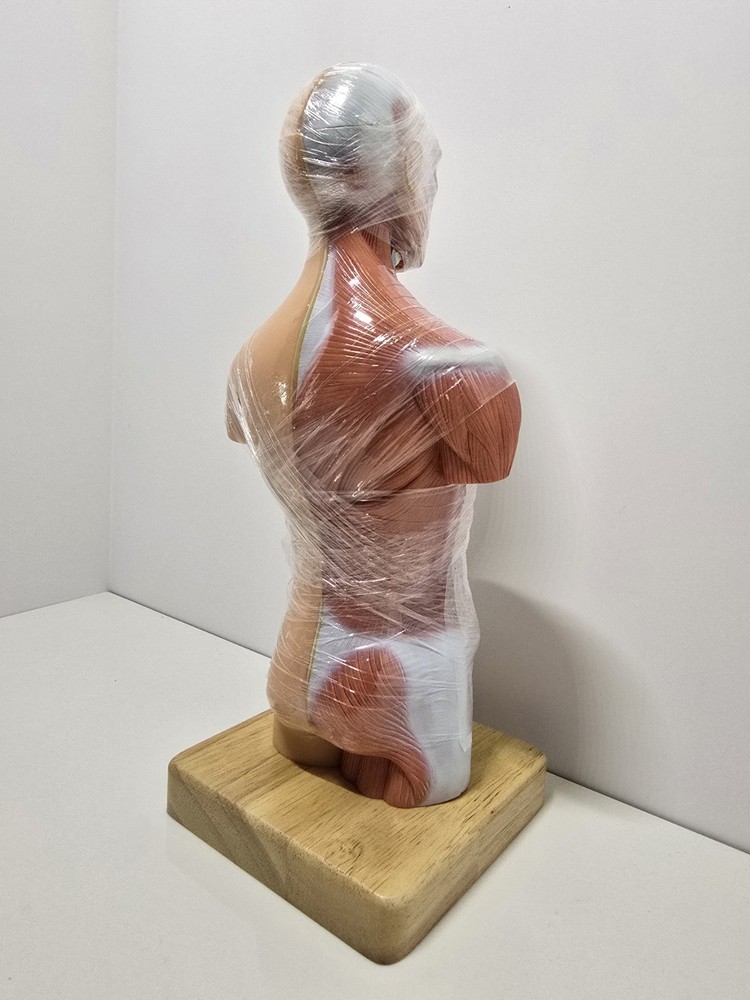 Evotech Mini Human Torso 10 inch Science Learning School